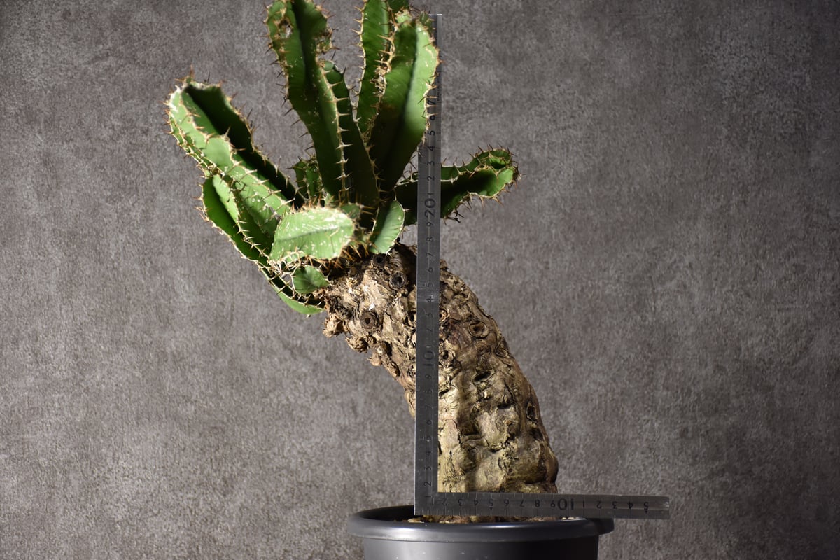 Euphorbia mlanjeana ユーフォルビア ムランジーナ 発根済現地株