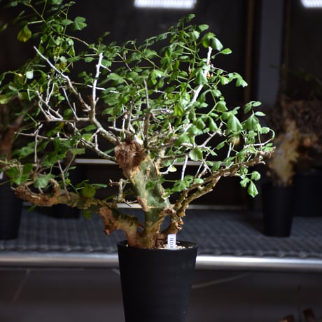 Commiphora campestris var. campestris コミフォラ カンペストリス 発根済現地株 B6