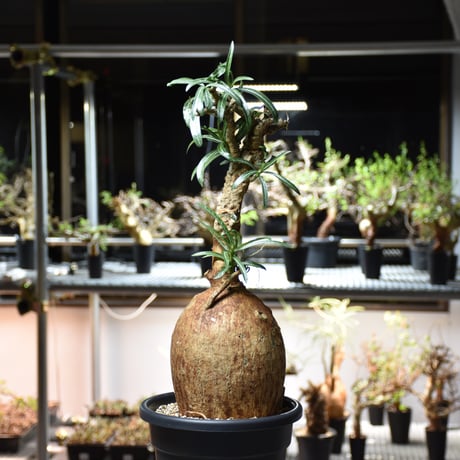 Adenium Somalense アデニウム ソマレンセ 発根済現地株 #2