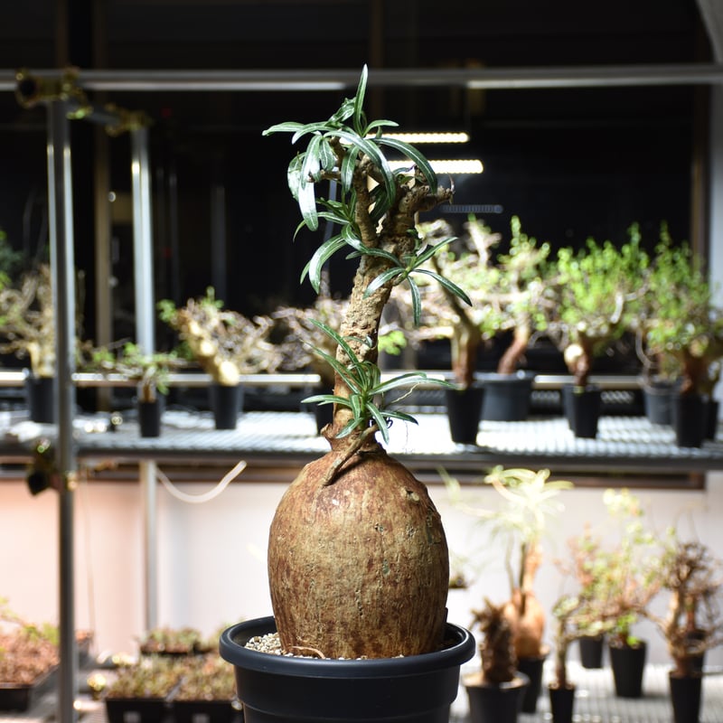 Adenium Somalense アデニウム ソマレンセ 発根済現地株 #2 | BONDEX