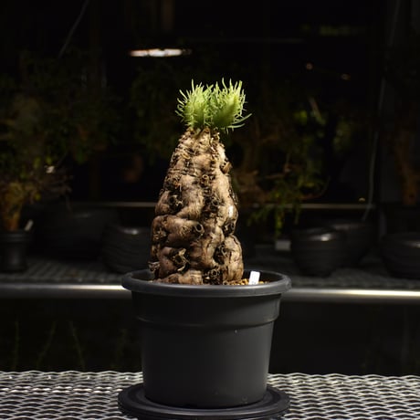 Euphorbia mlanjeana　ユーフォルビア ムランジーナ 発根済現地株 H1