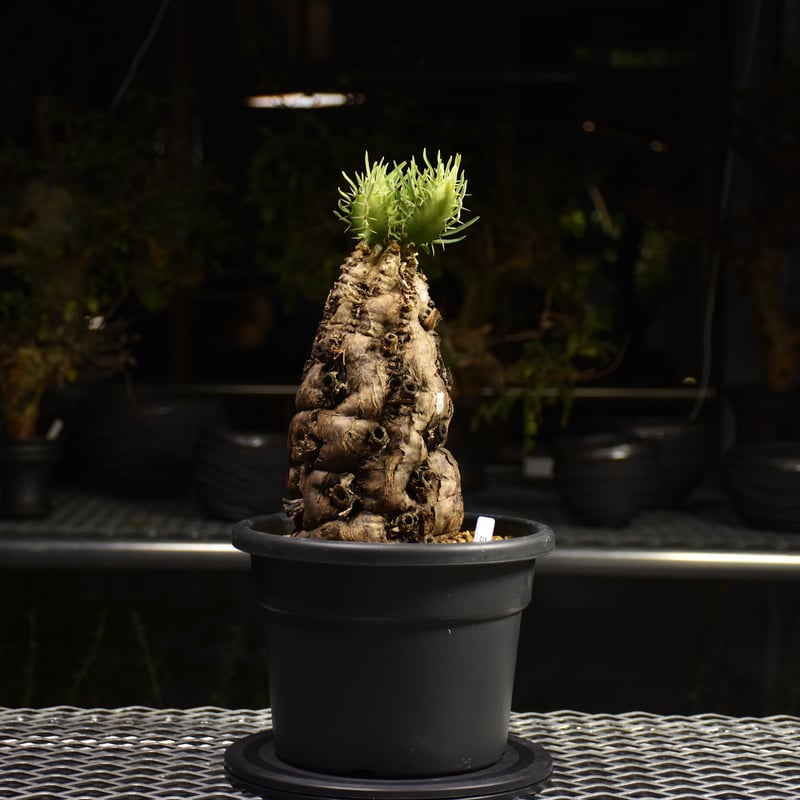 ユーフォルビアムランジーナ　現地球　発根済み ユーフォルビアムランジーナ 現地球 | KANIK