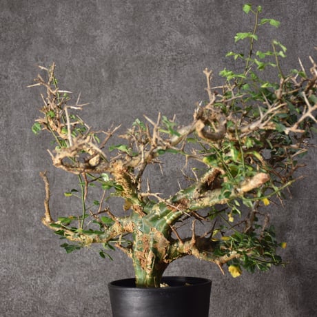 Commiphora campestris var. campestris コミフォラ カンペストリス 発根済現地株 #3