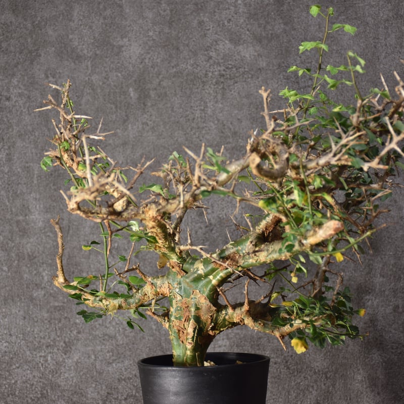 Commiphora campestris var. campestris コミフォラ カンペ