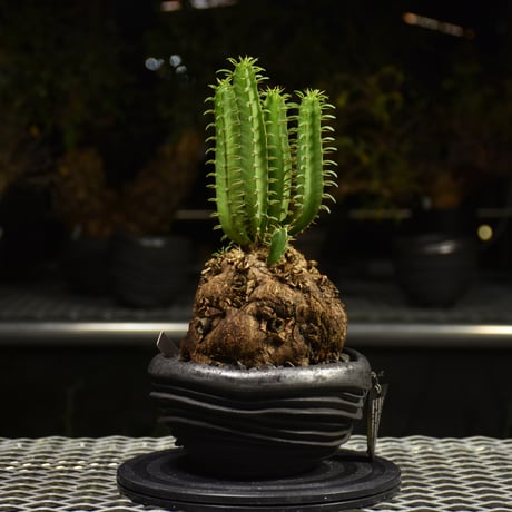 Euphorbia mlanjeana　ユーフォルビア ムランジーナ 発根済現地株 H7