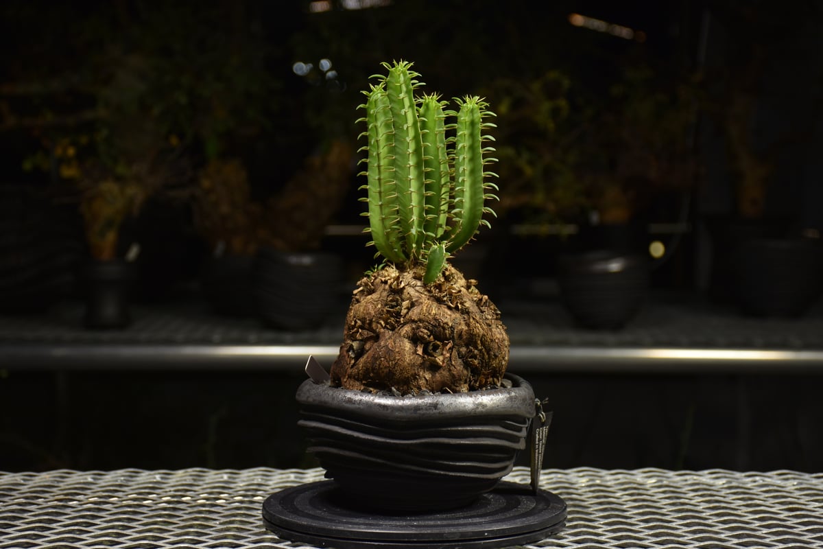 Euphorbia mlanjeana ユーフォルビア ムランジーナ 発根済現地株