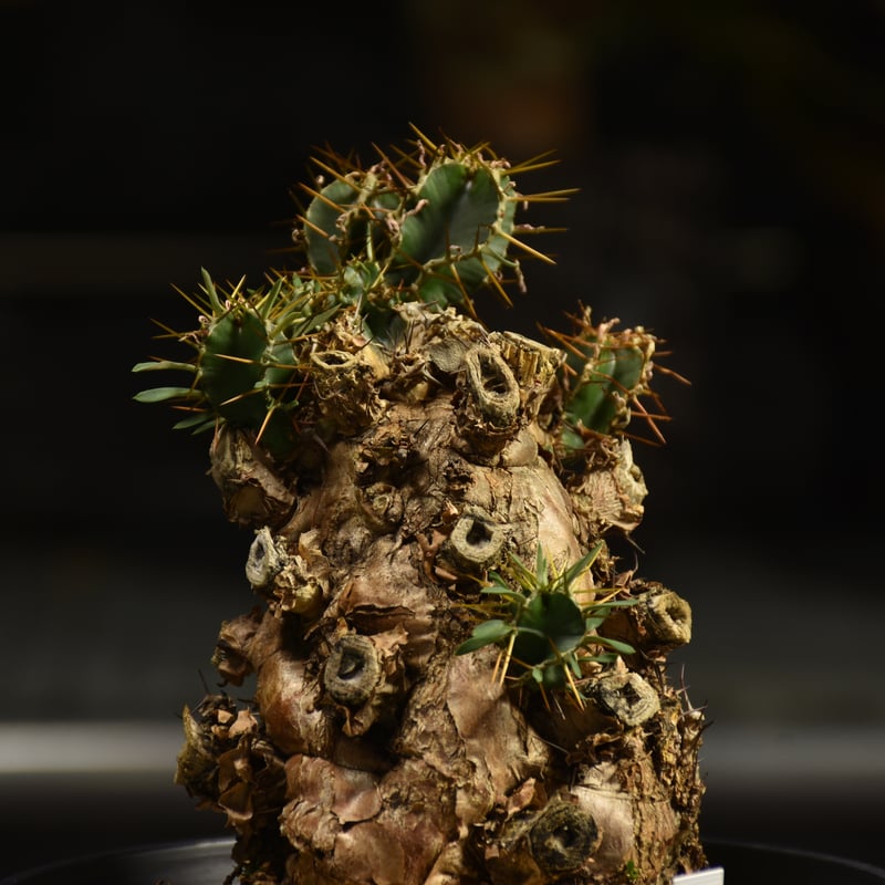 Euphorbia mlanjeana ユーフォルビア ムランジーナ 発根済現地株 I50 |