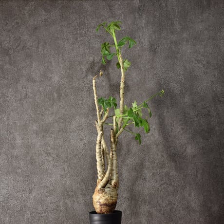 Jatropha spicata ヤトロファ スピカータ 発根済現地株 #2
