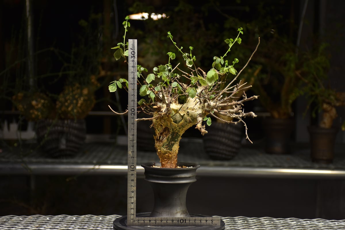 ま*ぁ様 特大 コミフォラ シクロフィラ Commiphora Cyclophy Commiphora Cyclophylla」 From Somalia🇸🇴 Before→After 流通