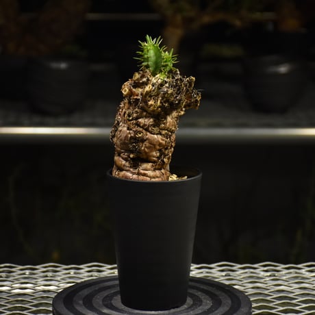 の*り様 21 ユーフォルビア ムランジーナ 現地球 ダブルヘッド ベアルート の*り様 21 ユーフォルビア ムランジーナ 現地球 ダブルヘッド