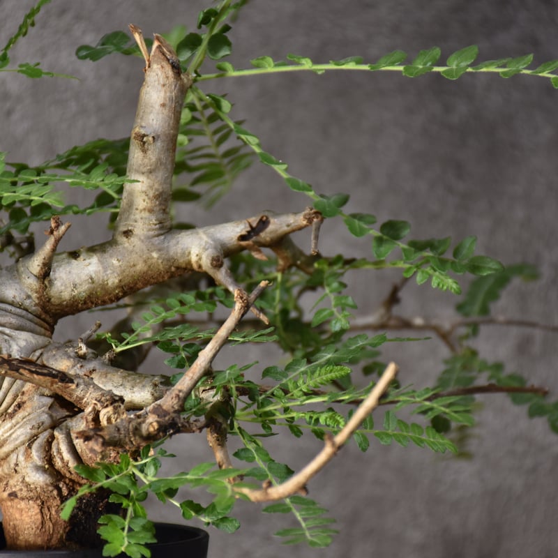 Boswellia neglecta ボスウェリア ネグレクタ 発根済現地株 #6 Boswellia neglecta ボスウェリア ネグレクタ 発根済現地株 #6