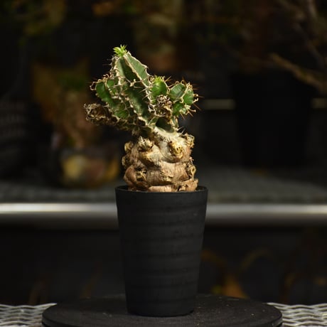 Euphorbia mlanjeana　ユーフォルビア ムランジーナ 発根済現地株 I43