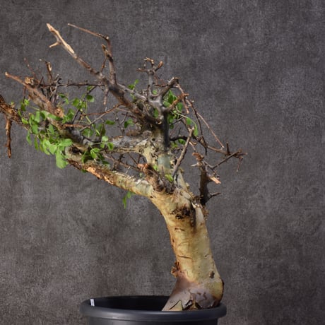 Commiphora kataf var.turkanensis コミフォラ カタフ ターカネンシス 発根済現地株 #4
