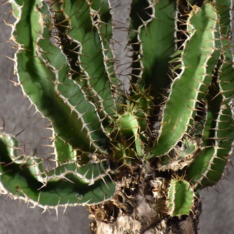 Euphorbia mlanjeana　ユーフォルビア ムランジーナ 発根済現地株 #2