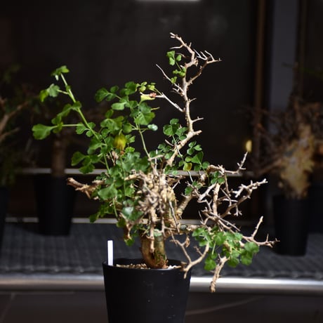 Commiphora campestris var. campestris コミフォラ カンペストリス 発根済現地株 B5