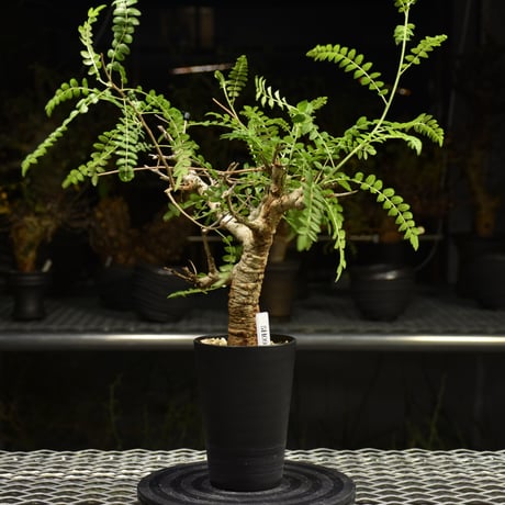 Boswellia neglecta　ボスウェリア ネグレクタ　発根済現地株　H12