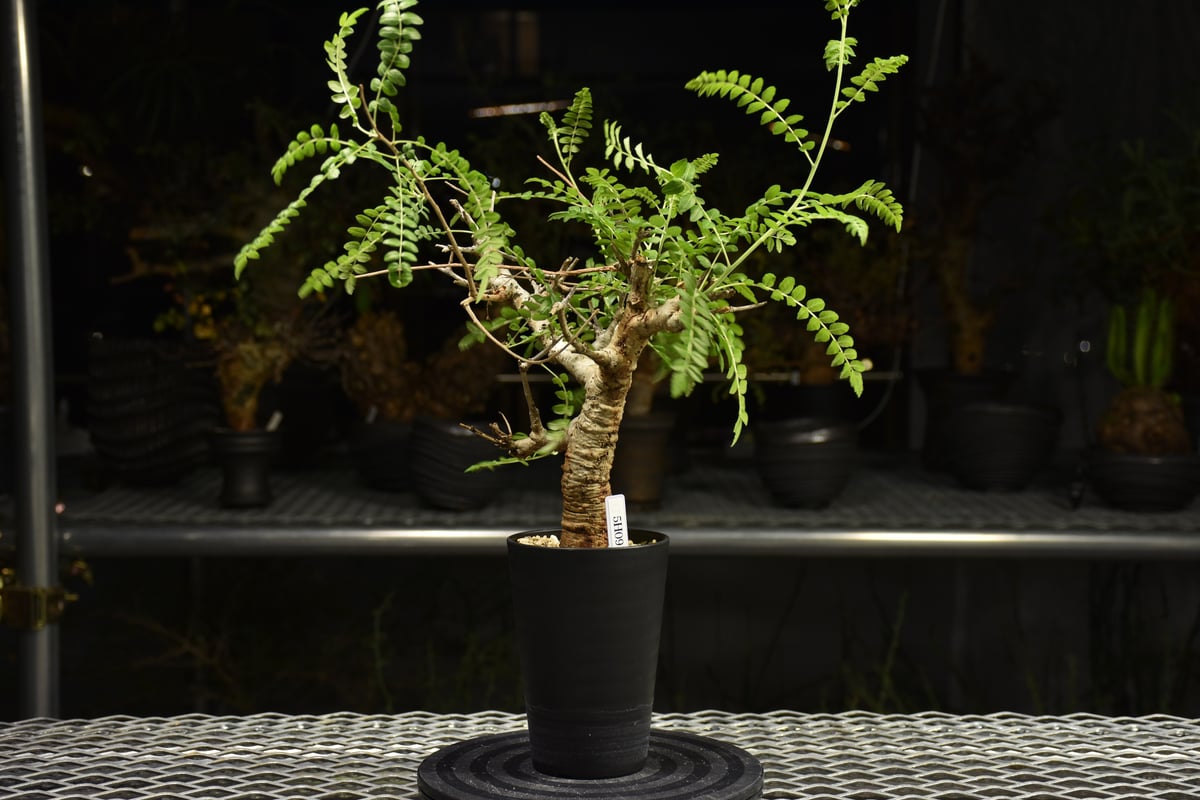 H*E様 ボスウェリア・ネグレクタ Boswellia neglecta 発根済 Boswellia neglecta ボスウェリア ネグレクタ 発根済現地株 H12 | BO
