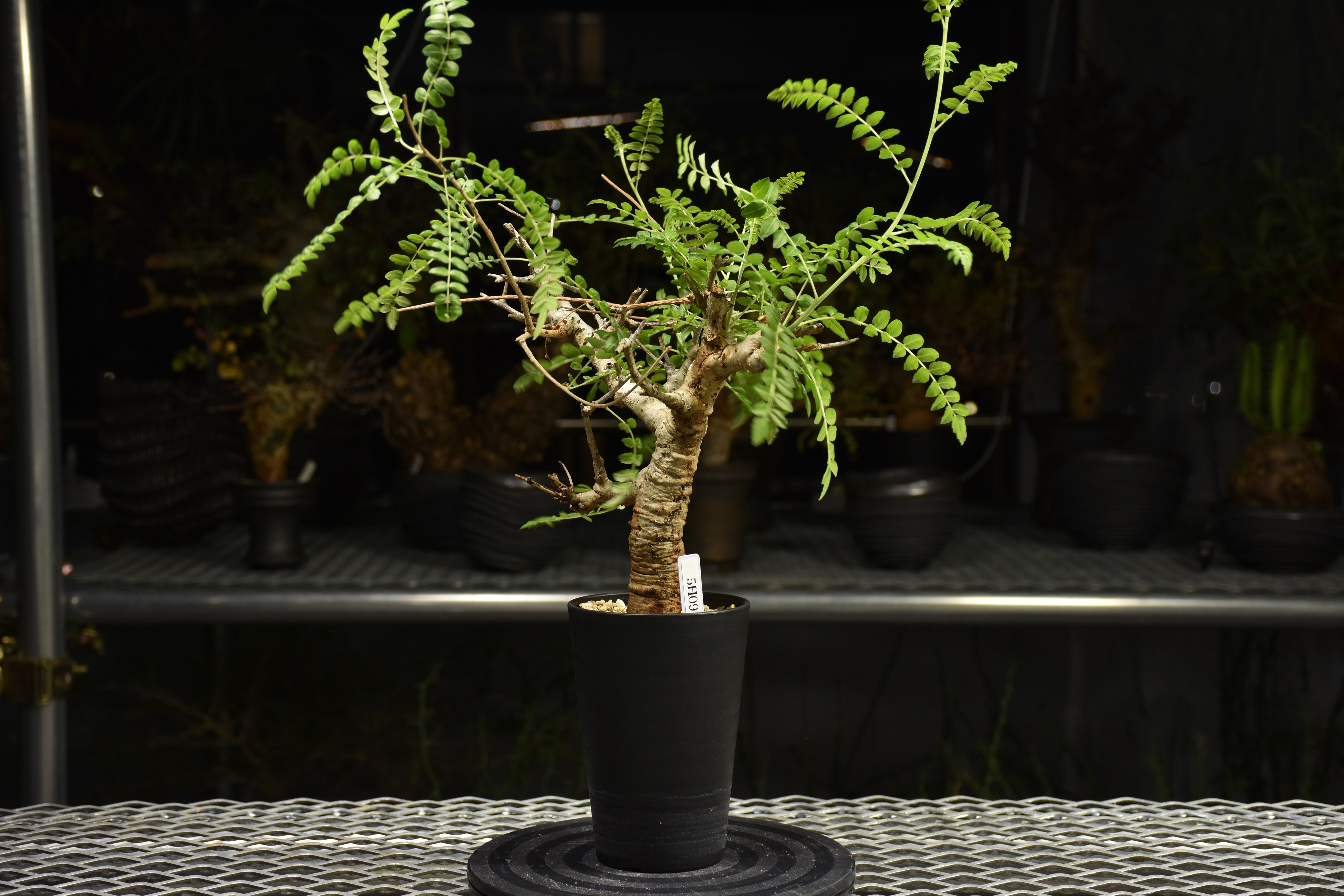 Boswellia neglecta ボスウェリア ネグレクタ 発根済現地株 H12 | BO