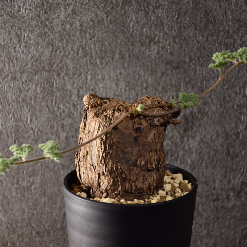 Pelargonium triste ペラルゴニウム トリステ 発根済現地株 #1 | BONDEX