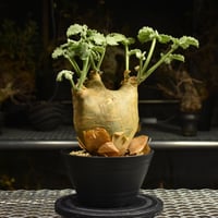 Euphorbia mlanjeana ユーフォルビア ムランジーナ 発根済現地株 I33 |