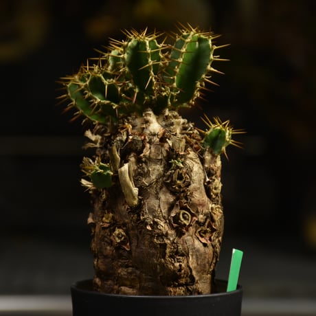 Euphorbia mlanjeana　ユーフォルビア ムランジーナ 発根済現地株 I40