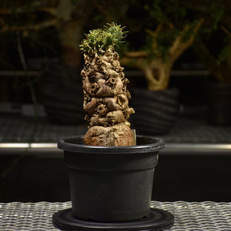 Euphorbia mlanjeana　ユーフォルビア ムランジーナ 発根済現地株 E61