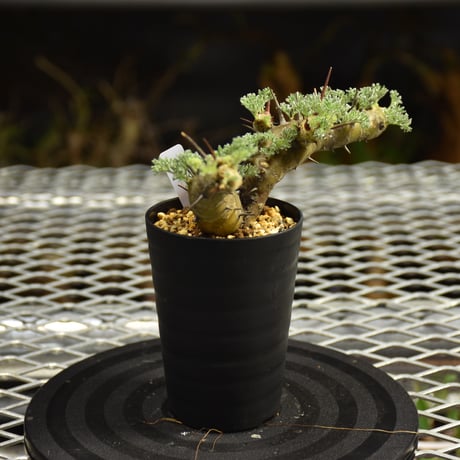 Monsonia herrei　モンソニア ヘレー　発根済現地株 6Bb8