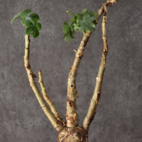 Jatropha spicata ヤトロファ スピカータ 発根済現地株 #8