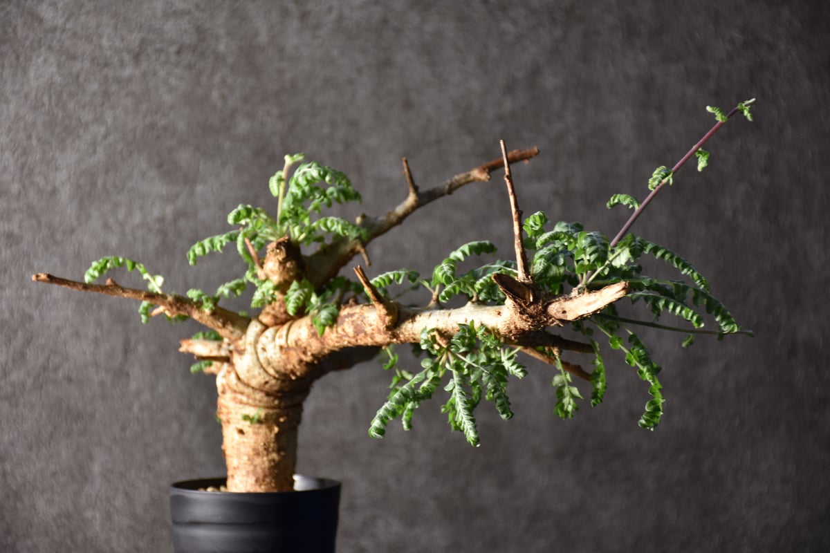 発根済み　ボスウェリアネグレクタ 楽天市場】コーデックス：ボスウェリア ネグレクタ*幅45cm