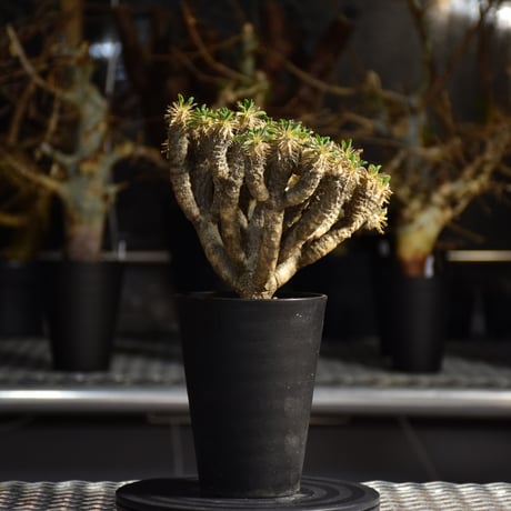 Euphorbia guillauminiana　ユーフォルビア ギラウミニアナ　発根済現地株 #5