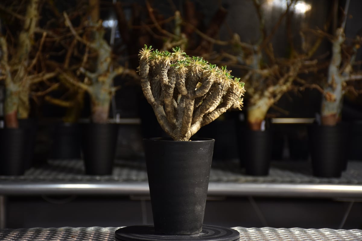 Euphorbia guillauminiana ユーフォルビア ギラウミニアナ 発根済現地株
