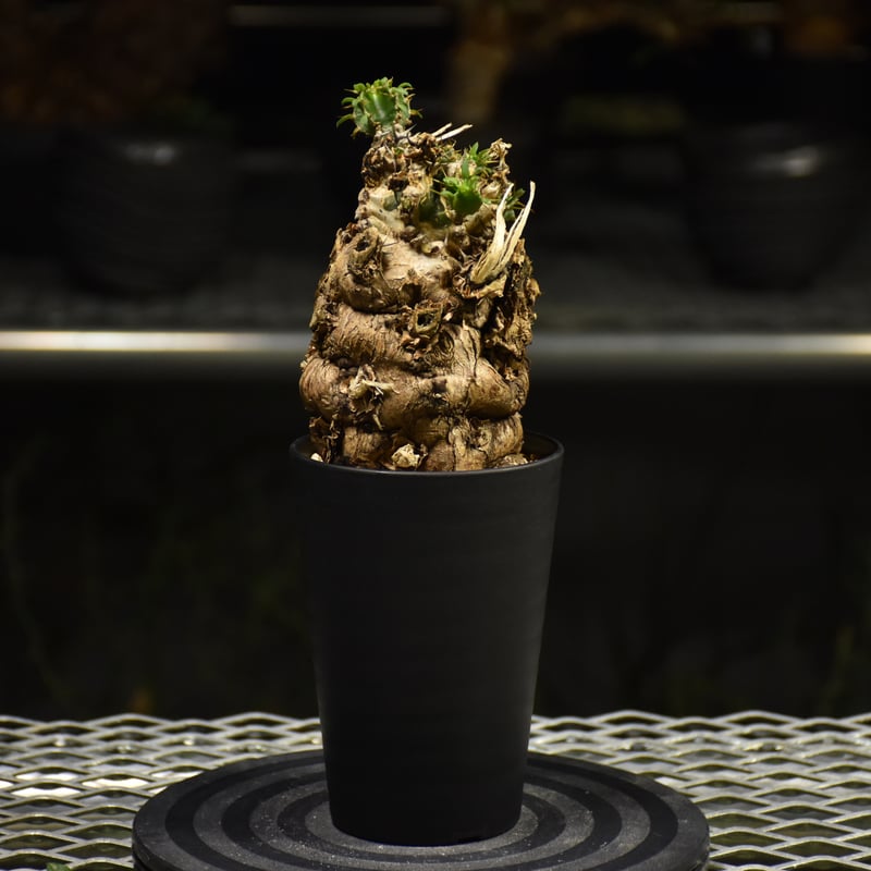 ユーフォルビア　ムランジーナ　【発根済み】 ムランジーナ発根済みです！ ユーフォルビア ムランジーナ 【発