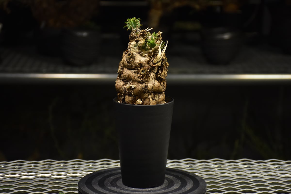 Euphorbia mlanjeana ユーフォルビア ムランジーナ 発根済現地株