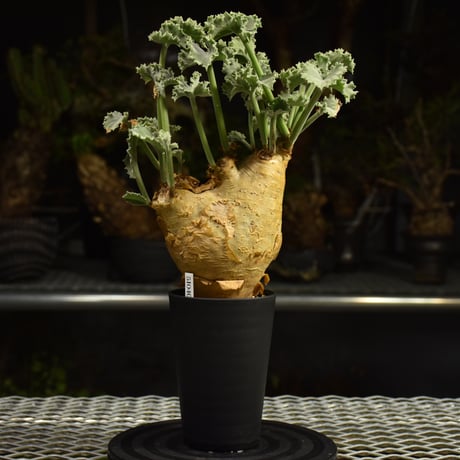 Cyphostemma uter var. macropus　キフォステンマ ウター マクロプス 発根済現地株 I54