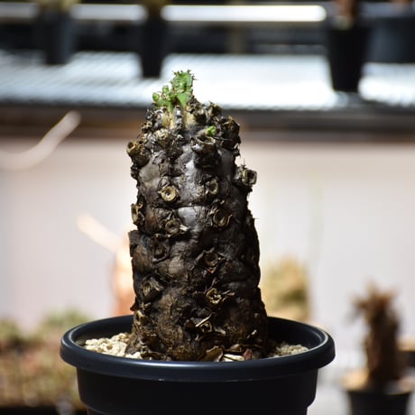 Euphorbia mlanjeana　ユーフォルビア ムランジーナ 発根済現地株 #13
