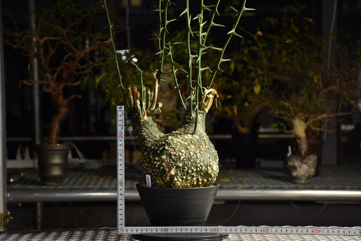 Adenia grobosa アデニア グロボーサ 発根済現地株 D28 | BONDEX