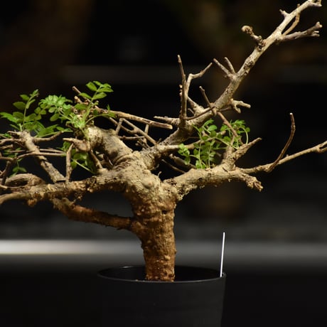 Boswellia neglecta　ボスウェリア ネグレクタ　発根済現地株　H18