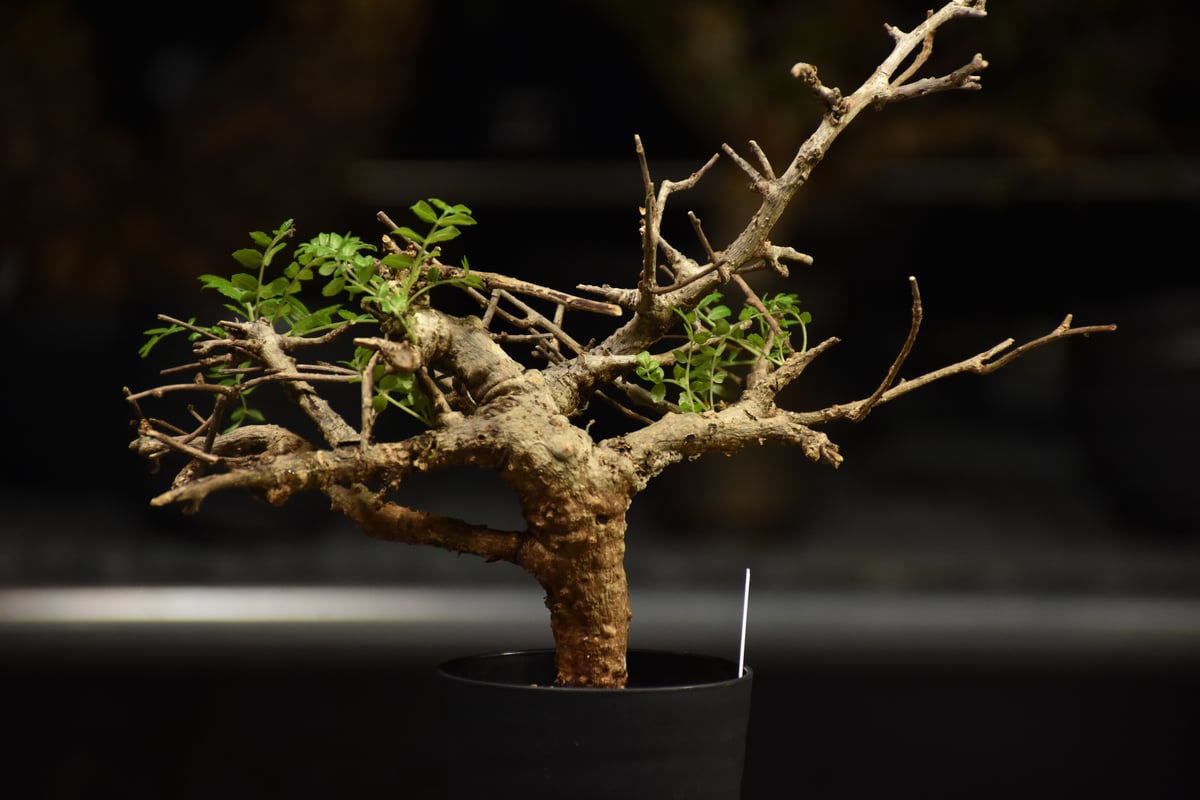Boswellia neglecta ボスウェリア ネグレクタ 発根済現地株 H18 | BO
