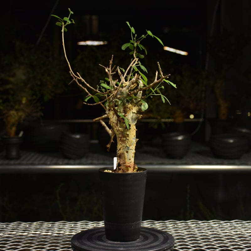 Commiphora holtziana コミフォラ ホルトジアナ 発根済現地株 H7
