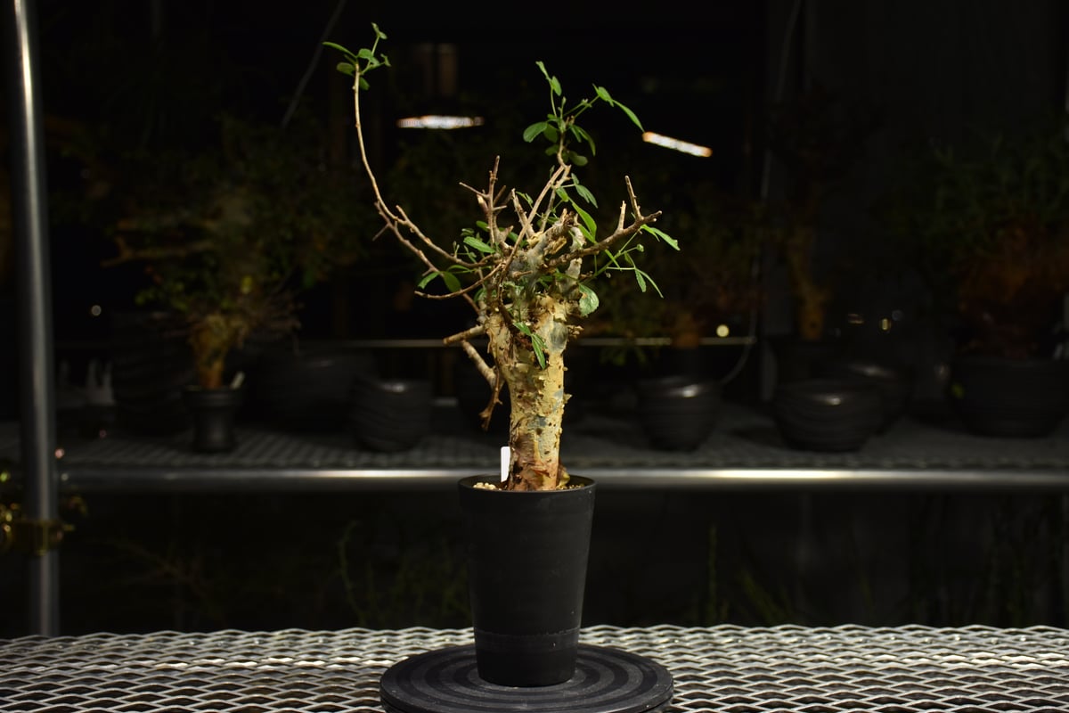 Commiphora holtziana コミフォラ ホルトジアナ 発根済現地株 H7