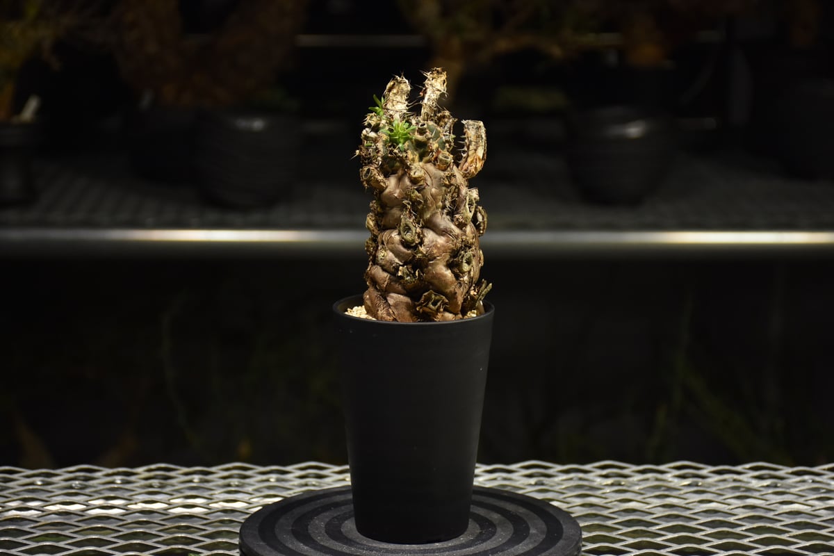 ユーフォルビア　ムランジーナ　発根済み株 Euphorbia mlanjeana ユーフォルビア ムランジーナ 発根済現地株 H3 |