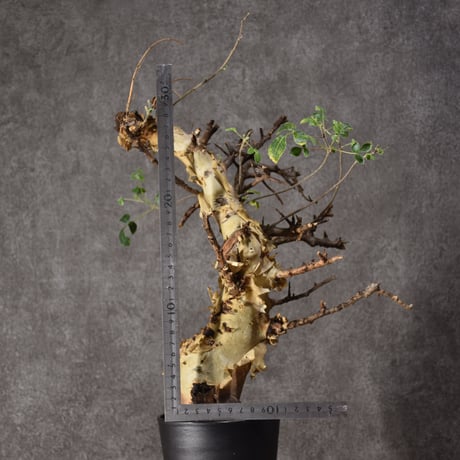 Commiphora kataf var.turkanensis コミフォラ カタフ ターカネンシス 発根済現地株 #3