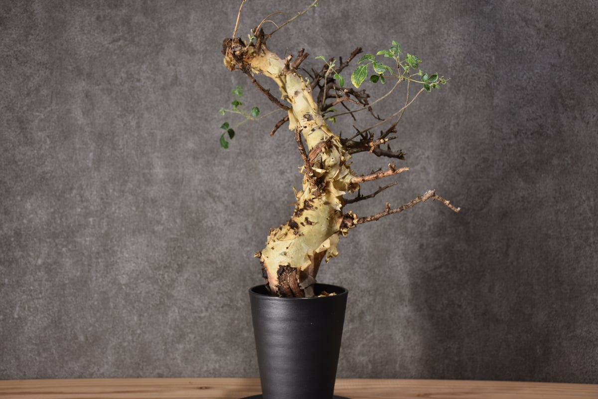 Commiphora kataf var.turkanensis コミフォラ カタフ ターカネ