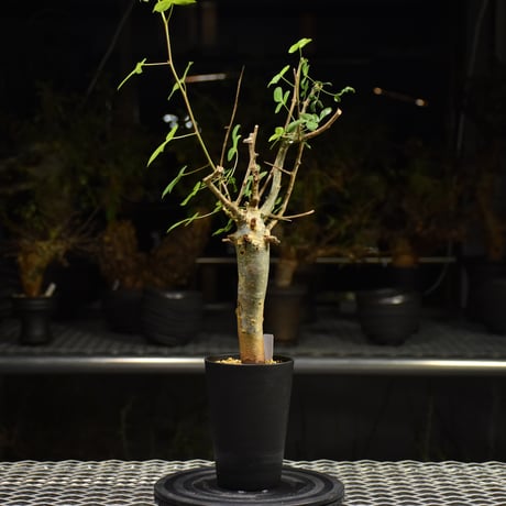 Commiphora holtziana コミフォラ ホルトジアナ 発根済現地株 H22