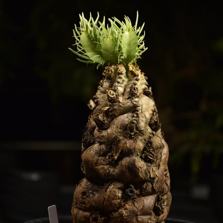 Euphorbia mlanjeana　ユーフォルビア ムランジーナ 発根済現地株 H1