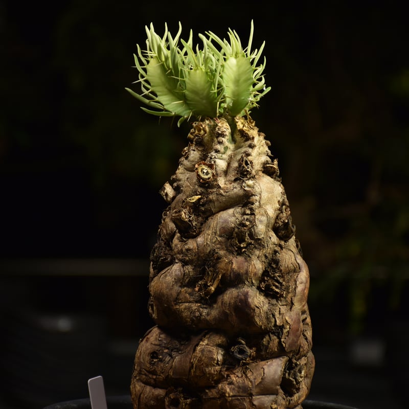 Euphorbia mlanjeana ユーフォルビア ムランジーナ 発根済現地株