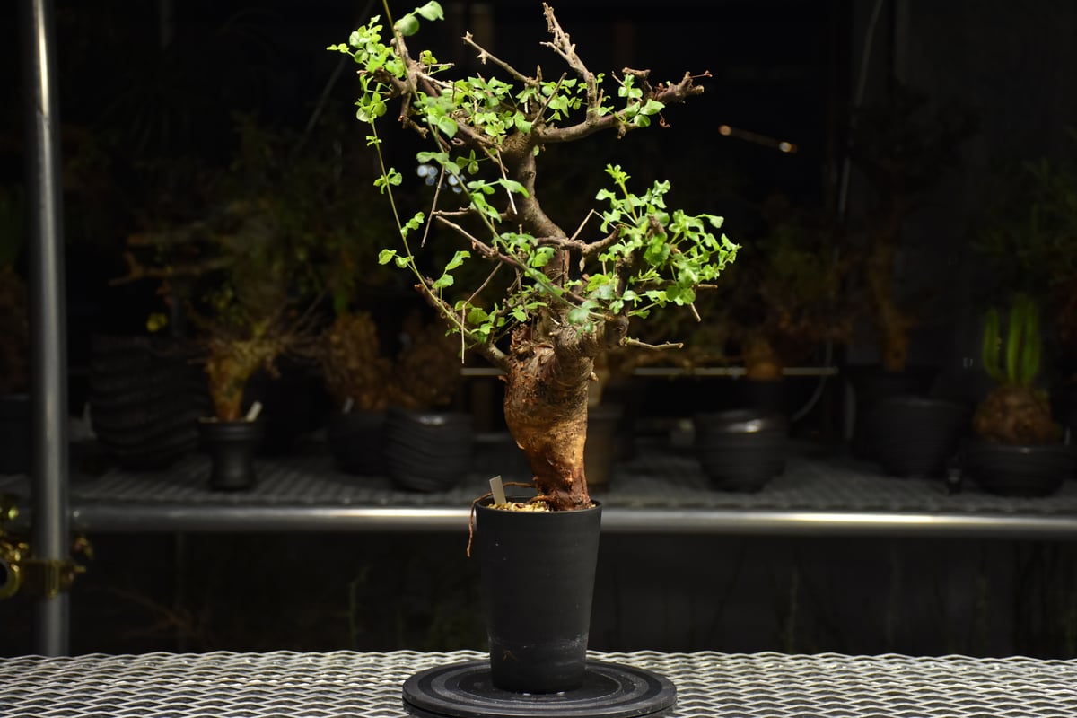 Commiphora Boranensis コミフォラ ボラネンシス 発根済現地株 F26 |