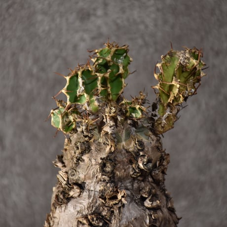 Euphorbia mlanjeana　ユーフォルビア ムランジーナ 発根済現地株 #6