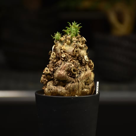 Euphorbia mlanjeana　ユーフォルビア ムランジーナ 発根済現地株 E63