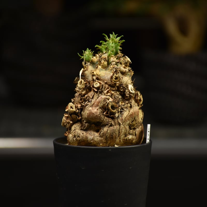 k*༅様 ユーフォルビア ムランジーナ 現地球 葉有り 輸入即出品 08EM ユーフォルビアムランジーナ 現地球 | KANIK
